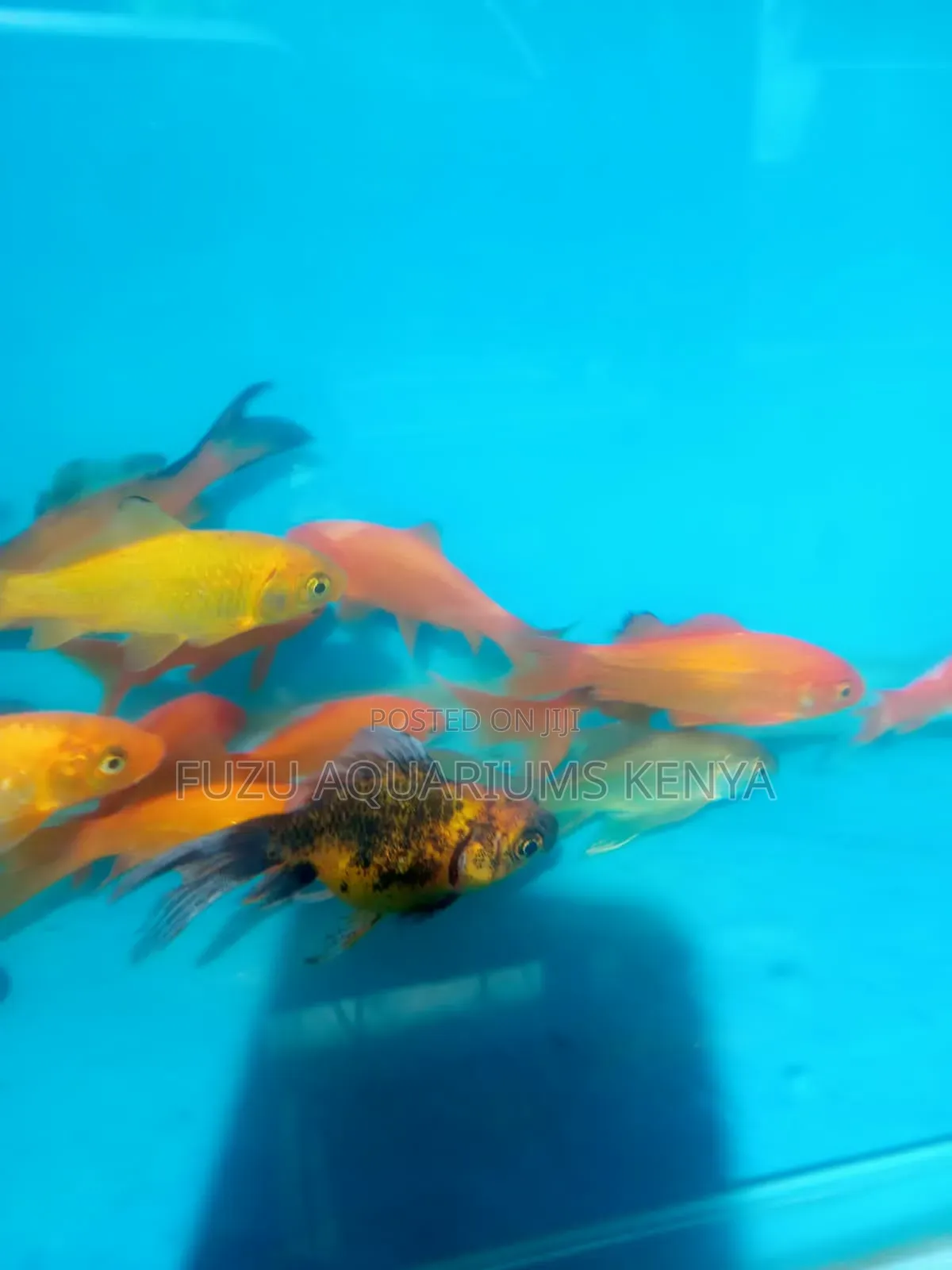 Goldfish Different Colours