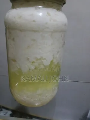 Kefir Grain