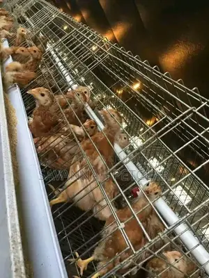 Battery Cages, Deep Litter 6ft Pipes 3⁄4" Holes Perforated
