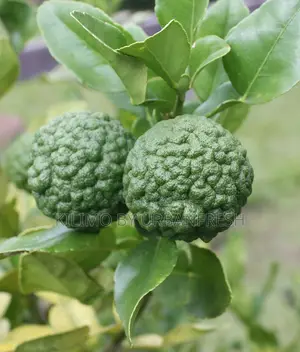 Kaffir Lime Seedlings Available