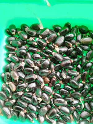 Castor Seeds