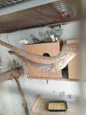 Cockatiels Breeding Pair