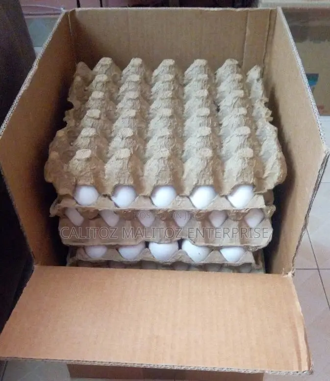 White Leghorn Eggs