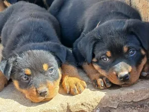 1-3 months Female Purebred Rottweiler