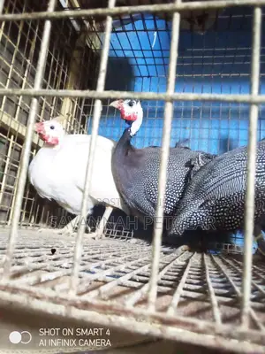 Guinea Hens, Cocks Dotted, White Chested Kanga - Per Bird