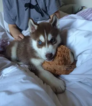 1-3 months Male Purebred Siberian Husky