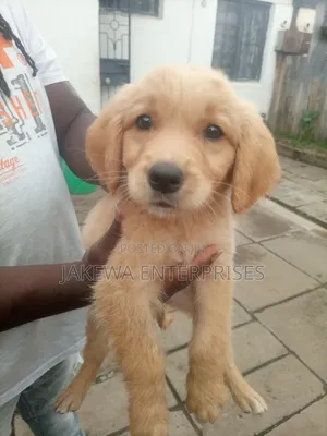 1-3 months Male Purebred Golden Retriever