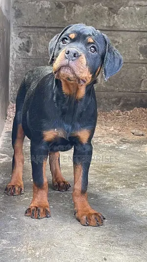 1-3 months Male Purebred Rottweiler