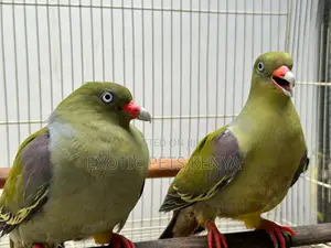 Parrot Wing Clipping/Beak Trimming
