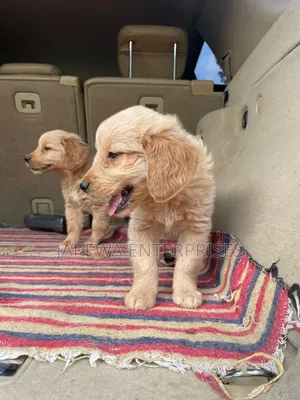 1-3 months Male Purebred Golden Retriever