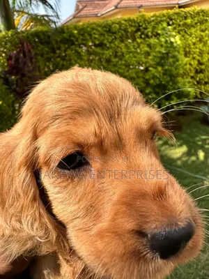 1-3 months Female Purebred Cocker Spaniel