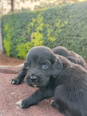 1-3 months Male Purebred Cocker Spaniel