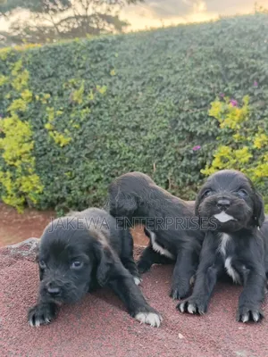 1-3 months Female Purebred Cocker Spaniel