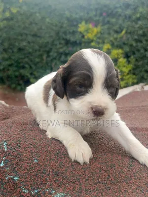 1-3 months Male Purebred English Springer Spaniel
