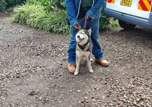 1+ year Female Purebred Siberian Husky