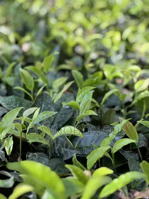 Tea Seedlings Trfk 371/8