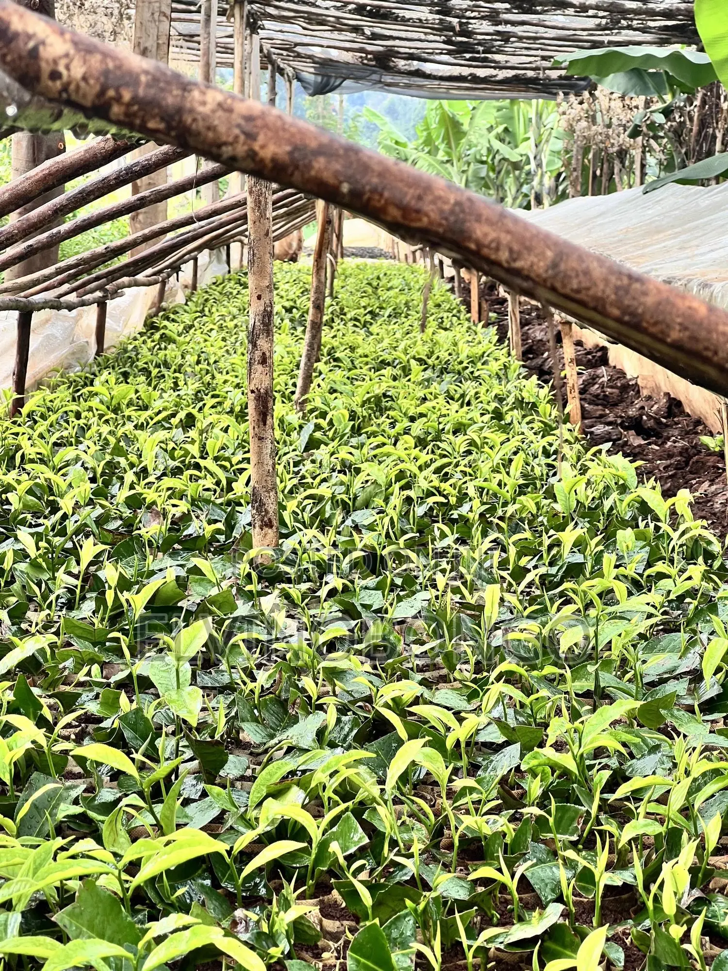 Tea Seedlings Trfk 371/8