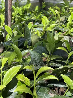 Tea Seedlings Trfk 371/8