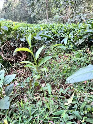 Tea Seedlings Trfk 371/8