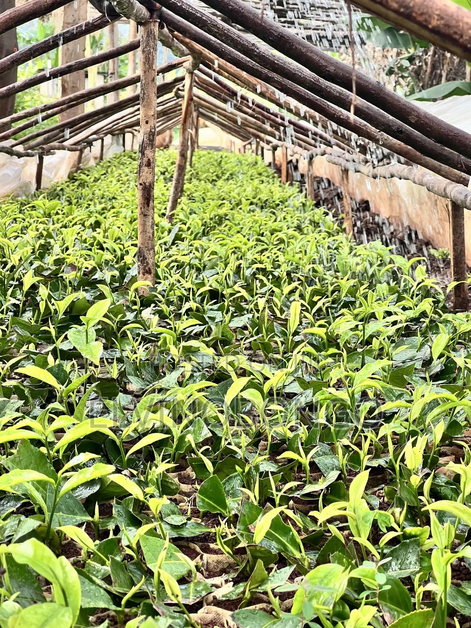 Tea Seedlings Trfk 371/8