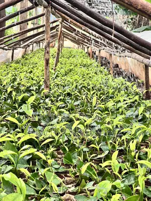 Tea Seedlings Trfk 371/8