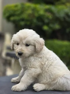 1-3 months Male Purebred Golden Retriever