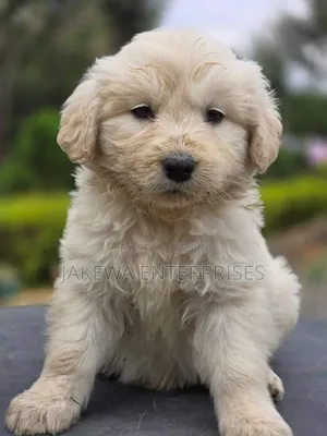 1-3 months Male Purebred Golden Retriever
