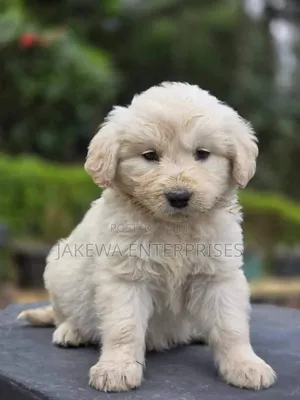 1-3 months Female Purebred Golden Retriever