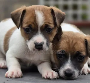 1-3 months Male Purebred Jack Russell Terrier