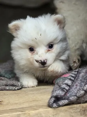 1-3 months Male Purebred Japanese Spitz