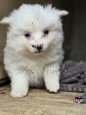 1-3 months Male Purebred Japanese Spitz