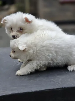 1-3 months Female Purebred Japanese Spitz