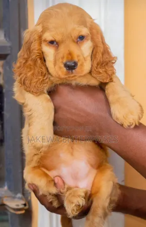 1-3 months Male Purebred Cocker Spaniel