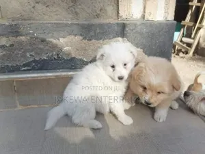 1-3 months Female Purebred Maltese