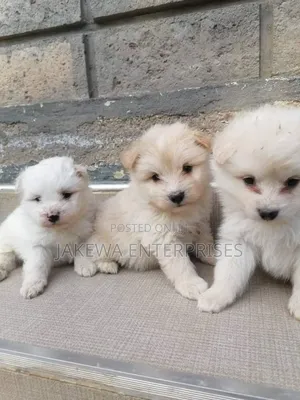 1-3 months Male Purebred Maltese