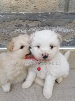 1-3 months Male Purebred Maltese