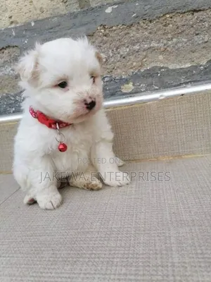 1-3 months Female Purebred Maltese