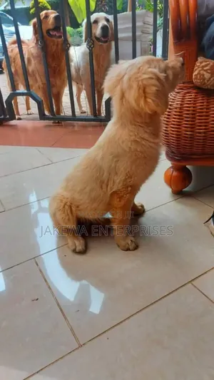 1-3 months Male Purebred Golden Retriever