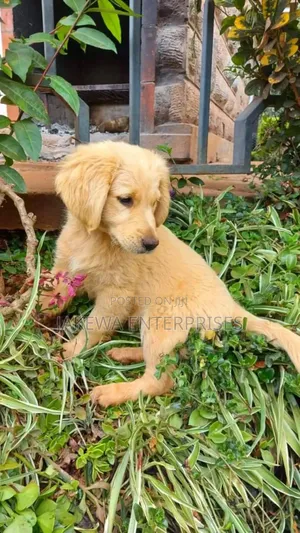 1-3 months Male Purebred Golden Retriever