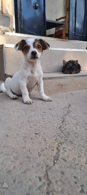 1-3 months Female Purebred Jack Russell Terrier