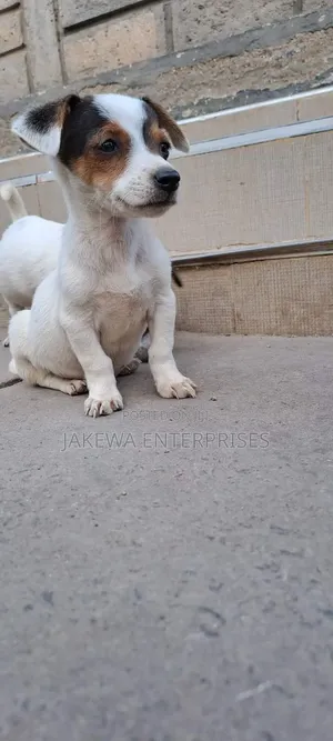 1-3 months Female Purebred Jack Russell Terrier