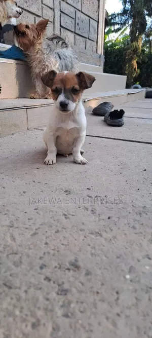 1-3 months Male Purebred Jack Russell Terrier