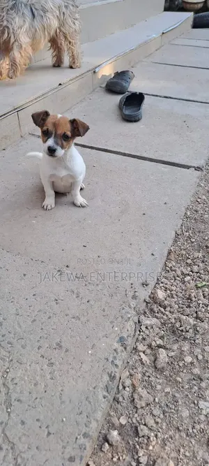 1-3 months Female Purebred Jack Russell Terrier