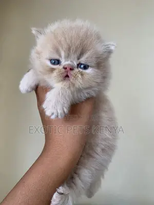 1-3 months Male Purebred Persian