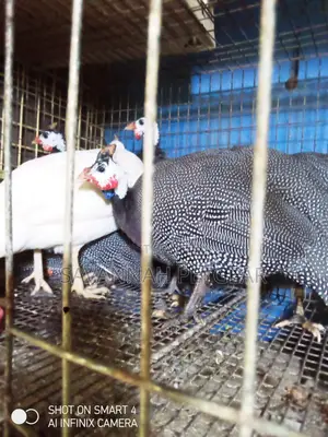 Pearl Grey Helmeted Guinea Fowl Hens and Cocks