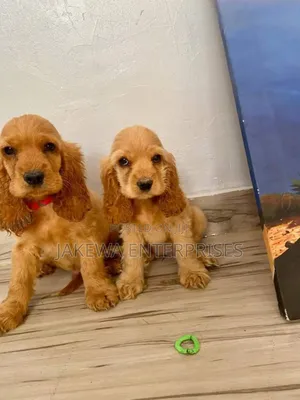 1-3 months Male Purebred Cockapoo