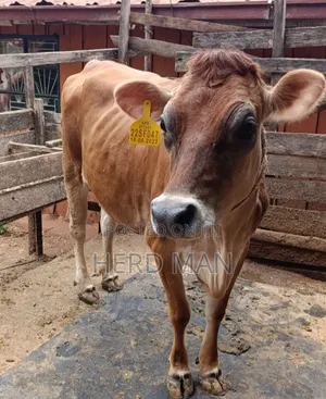 Super Pedigree Incalf Jersey