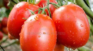 Commando F1 Hybrid Tomato