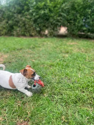 3-6 months Female Purebred Jack Russell Terrier