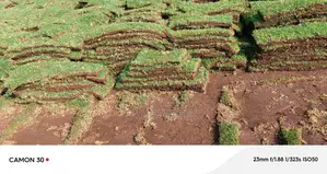 Kikuyu Grass